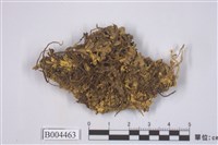 藏品(假杯點衣屬)的圖片